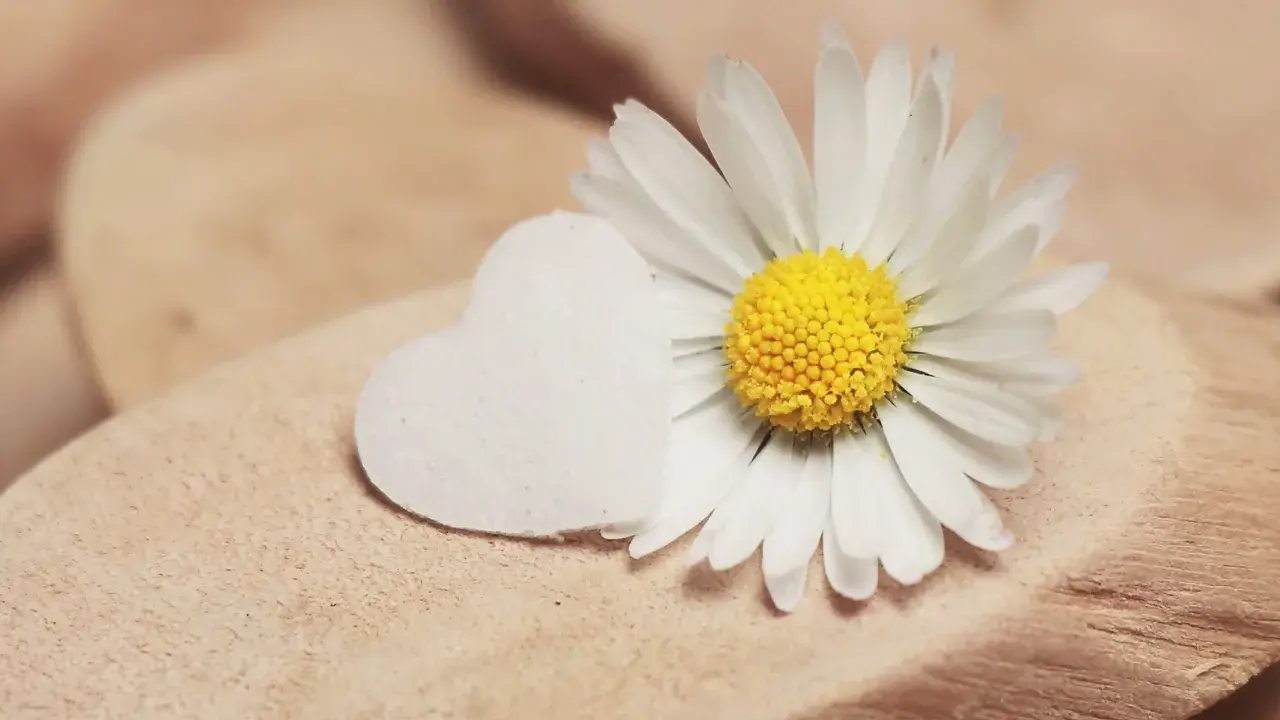 Margherita bianca e un cuore bianco su legno. Un piccolo gesto, un complimento delicato.