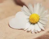 Margherita bianca e un cuore bianco su legno. Un piccolo gesto, un complimento delicato.