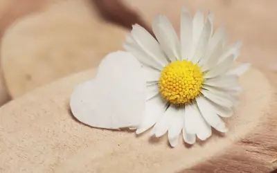 Margherita bianca e un cuore bianco su legno. Un piccolo gesto, un complimento delicato.