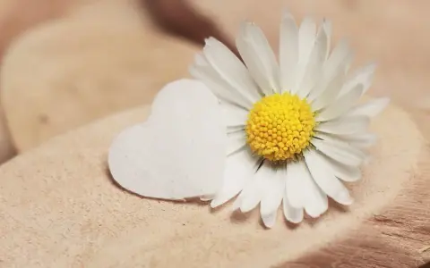 Margherita bianca e un cuore bianco su legno. Un piccolo gesto, un complimento delicato.