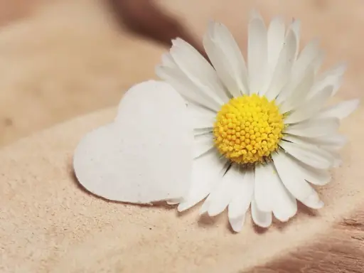 Margherita bianca e un cuore bianco su legno. Un piccolo gesto, un complimento delicato.