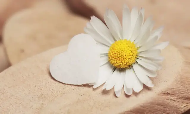 Margherita bianca e un cuore bianco su legno. Un piccolo gesto, un complimento delicato.