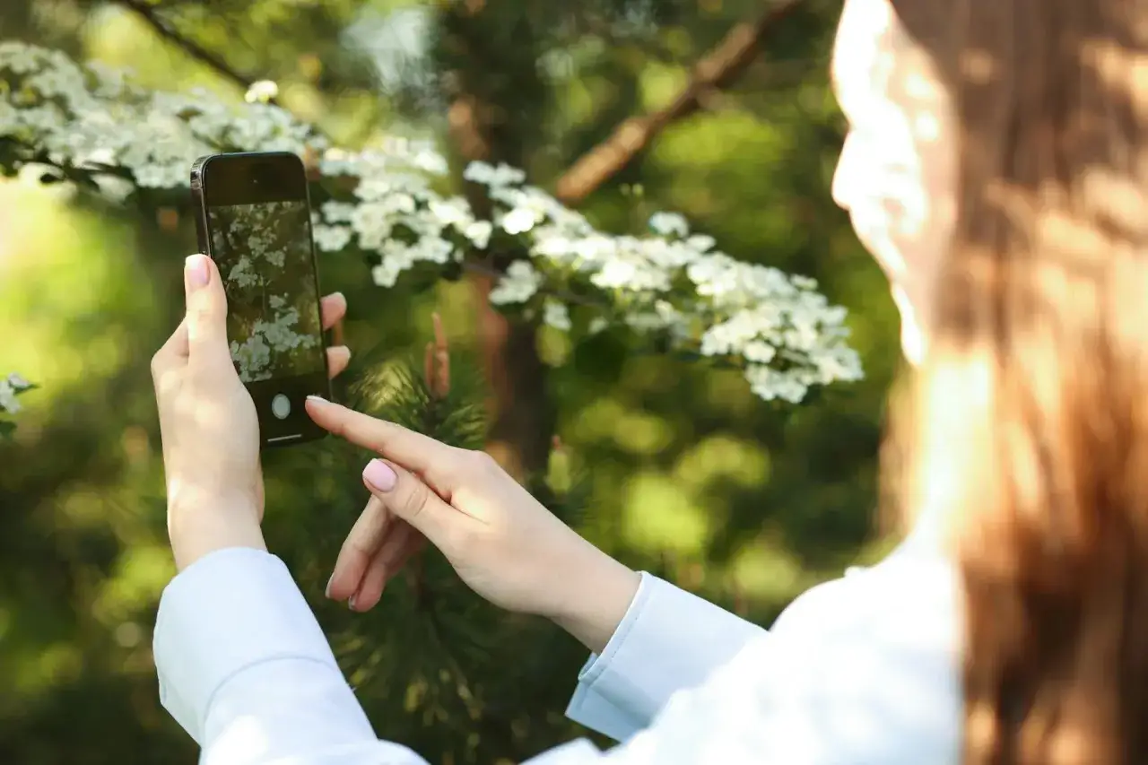 Mani di ragazza scattano una foto a fiori bianchi con lo smartphone. Un'idea su cosa raccontare ad una ragazza: la bellezza della natura.